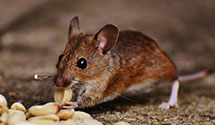 24 Hour & Emergency Exterminators in New Gloucestr, ME